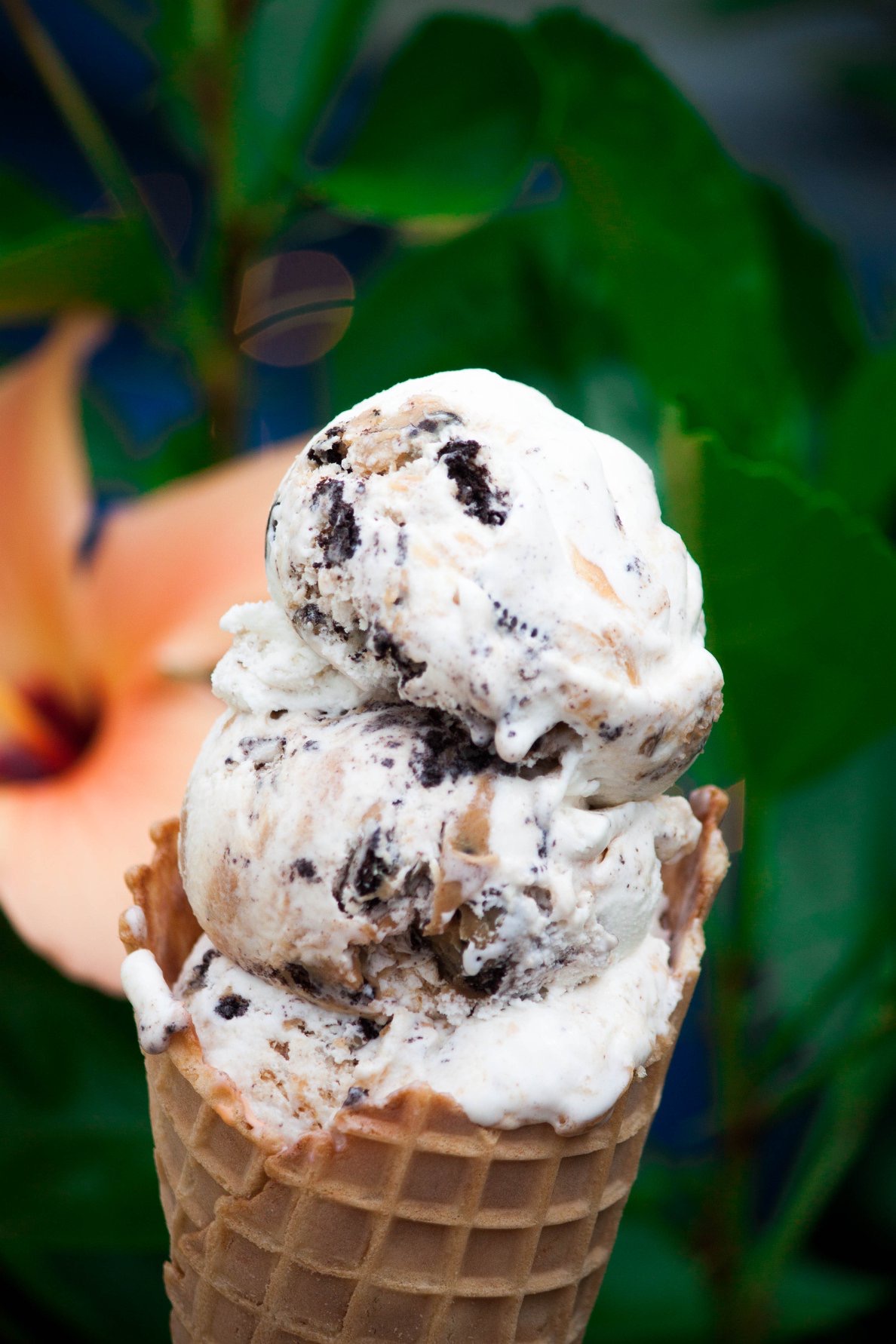 Photos Dairy Haus Saratoga